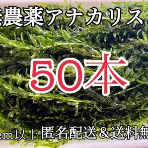 送料無料 50本20cm以上 無農薬アナカリス(オオカナダモ)アクアリウム餌水草 ザリガニエビ金魚メダカ金魚草金魚藻 冬眠の画像1