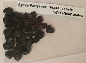 アガベ パリー ホーチエンシス ウェイクフィールド 種子 50粒+α Agave Parryi var. Huachucensis 'Wakefield' 50 seeds+α 種