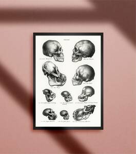  Skull head голова крышка . череп тело человека модель map ужасы готический блокировка человек обезьяна эволюция эволюция. процесс искусство A4 искусство постер 