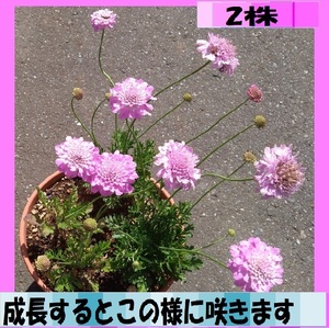 送料無料でお得　スカビオサ　松虫草　2株　ピンクの可愛い花　これから咲きます　宿根で来年は増えます　ポットから出して、お送りします