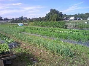 農家直送 兵庫県猪名川町産 野菜詰め合わせ 農家直送だからできるこの価格と品質