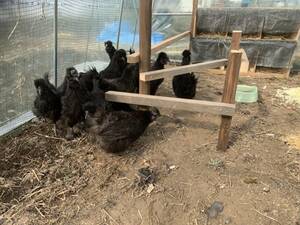 黒烏骨鶏種卵有精卵孵化用10個
