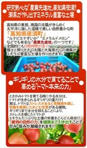 限定1箱！高知県夜須産【とさかみトマト】約3kg 高糖度 夜須のフルーツトマト！！！！_画像4