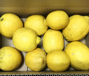 自然栽培レモン(2kg)☆広島県産☆安心安全の完全無農薬無肥料の究極の自然栽培農法☆瀬戸内海の恵まれた気候の中ですくすく育ちました♪