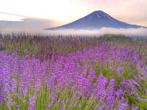 世界遺産 富士山 写真13 A4又は2L版 額付き