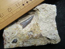 白亜紀大型硬骨魚とサメの歯化石同一母岩_画像2