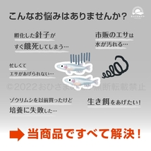 【ゾウリムシ　種水　増量中　300ml　送料無料】 めだか　メダカ　針子の生餌 ベタ 稚魚 　psb　 金魚　ミジンコ　クロレラ　おまけ_画像2