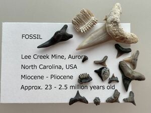 サメの歯など　化石セット　#27 リークリーク鉱山　アメリカ　ノースカロライナ州産