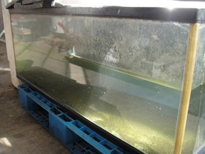 2a [полка 030327-3] Акриловая пластинчатая стекло для заполнения рыбы 1 лист треск