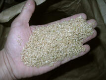 令和３年産新米 ミルキークイーン玄米5kg　白米・分搗き精米対応 産直 条件付き送料無料_画像2