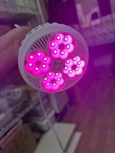 多肉植物 LED 植物用照明 30W ピンク光 定時器電源付