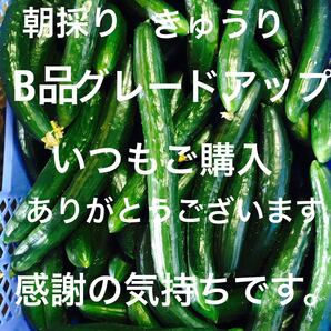 朝どり新鮮きゅうり5キロB品キャンペーン中特価品です。いつもご購入ありがとうございます感謝申し上げますB品ミックスにグレードアップ