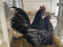 真黒チャボ　有精卵４個　短脚　矮鶏　とっても綺麗！　種卵　種卵　受精卵　孵化用　卵_画像1