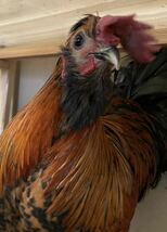 翡翠鶏　有精卵６個　ヒスイドリ　ヒスイ　種卵　受精卵　孵化用　有精卵　卵_画像2