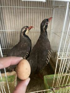 イワシャコ　有精卵４個　種卵　受精卵　孵化用　有精卵　卵