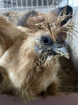 烏骨鶏　有精卵６個　アメリカンシルキー　米国シルキー　米国　シルキー　もふもふ　種卵　受精卵　孵化用　有精卵　卵_画像1
