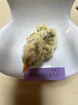 チャボ　有精卵４個 白笹翁×逆毛　とても綺麗！　チャボ　矮鶏　翁　種卵　受精卵　孵化用　卵_画像8