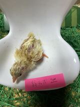 翁チャボ　有精卵４個　とても綺麗！　チャボ　矮鶏　翁　種卵　受精卵　孵化用　卵_画像8