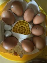 ボリスブラウン　有精卵６個　種卵　受精卵　孵化用　有精卵　卵_画像9