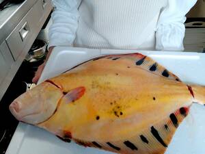 ★お家でご馳走・久々入荷。活〆松川カレイ1枚。白身魚ですが脂ありとても美味しいカレイです。もちろん寿司でお召し上がれ！