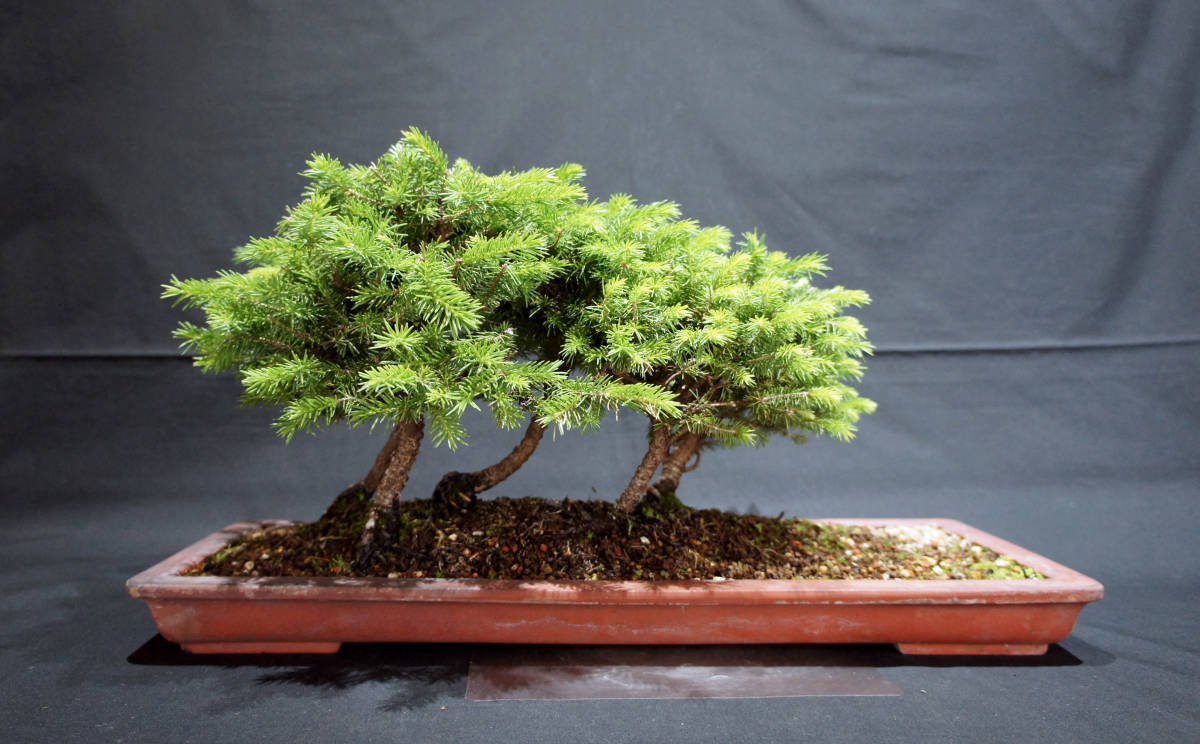 盆栽 ピラカンサ 樹高18cm 盆栽 ピラカンサ 樹高18cm - 11