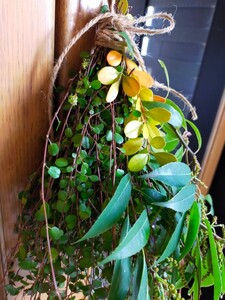 【お試し価格】ワイヤープランツ スワッグ・リース花材 ハンドメイド・ドライフラワー花材