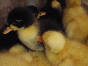 アヒル ( 色付き 白色 合鴨 アイガモ ) 有精卵 1個 孵化 孵卵 飼育 duck hatching egg タマゴ 60サイズ 発送