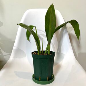 フィロデンドロン クラシネルビウム