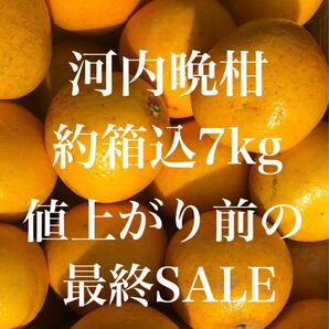 愛媛県産 みかん 家庭用 河内晩柑 箱込約7kg 柑橘 ミカン 果物