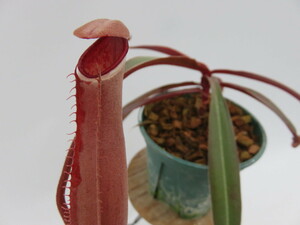 N.albomarginata red 4号【現品限り】ネペンテス　ウツボカズラ　食虫植物　11083
