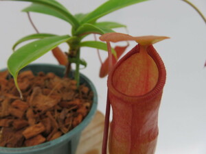 N.madagascariensis × vent 3号【現品限り】ネペンテス　ウツボカズラ　食虫植物　11057