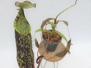 N.spectabilis　BE-31　メス 3号【現品限り】ネペンテス　ウツボカズラ　食虫植物　11078