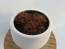 Drosera Spathulata Taiwan２号【複数株】丸鉢付き 人気品種！食虫植物　ドロセラ　スパスラタ_画像3