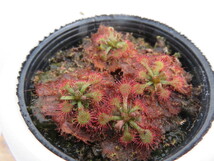 Drosera Spathulata Taiwan２号【複数株】丸鉢付き 人気品種！食虫植物　ドロセラ　スパスラタ_画像7