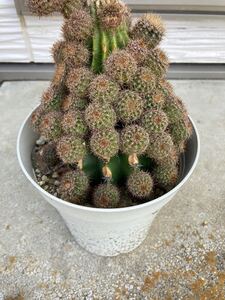 サボテン 短毛丸★多肉植物 エキノプシス★子株3個
