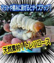 クワガタ・カブトムシのエネルギー源はコレです！トレハロース粉末☆マットや菌糸、ゼリーに混ぜるだけ！サイズアップ、産卵促進、長寿効果_画像3