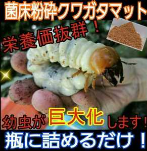 [ improvement version ]. floor crushing stag beetle mat * bin .... only!o ok wa, common ta,nijiiro, saw larva . on a grand scale becomes * the first . from 3. till all-purpose!