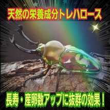 クワガタ、カブトムシのエネルギー源はコレです！トレハロース粉末１００ｇ☆マットや菌糸、ゼリーに混ぜるだけ！サイズアップ・産卵促進に_画像8