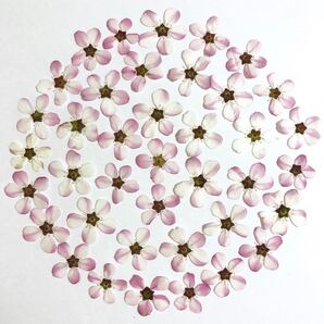 雪柳 ピンク 50輪 押し花 素材