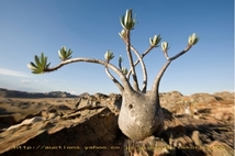 2022年4月新着！パキポディウム グラキリス 種子10粒 Pachypodium rosulatum var. gracilius グラキリウス 象牙宮 θ **ц**　①_画像2