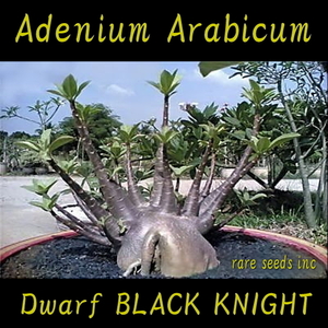 ■激レア矮性！アデニウム アラビカム ドワーフ ブラック ナイト Adenium arabicum Dwarf Black Knight 新種子５粒！ γ θ **ц**　②