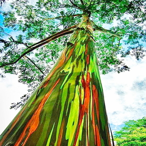 激レア！【美しい虹色の樹】 レインボー ユーカリ 種子300粒以上　Eucalyptus deglupta　ш **ц**　⑮