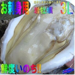 【15本】生食用「岩牡蠣LL-400g位」特大サイズ、活きたままお届けします!!