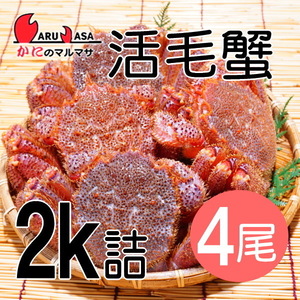 【かにのマルマサ】活蟹専門店 北海道産 活毛ガニ2キロ詰4尾セット