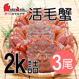 【かにのマルマサ】活蟹専門店 北海道産 特大活毛ガニ2キロ詰3尾セット