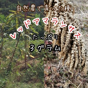 【自然農・自家採種】赤アマランサスの種 たっぷり3g 高発芽率◎家庭菜園 ガーデニング 花壇