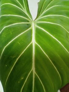 フィロデンドロン グロリオーサム Philodendron gloriosum