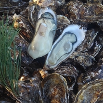 【本当の旬5．6月到来】生食用 殻付き 牡蠣 ４ｋｇ（28~70粒）【一部条件付き要説明確認】牡蠣 殻付き 牡蛎 カキ 加熱出荷時は増量で５ｋｇ_画像2