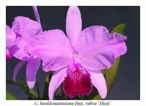 洋蘭カトレア原種(オリジナル株) C.lueddemanniana fma.rubra ‘Thais’ 　　-sp910