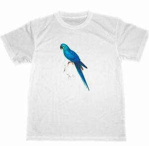 エドワード・リア　ドライ　Tシャツ　オウム　インコ　鸚鵡　鸚哥　グッズ　鳥類　小鳥　青い鳥